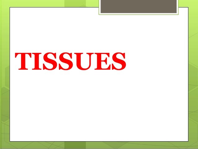 Anatomy And Physiology Of Human Tissues