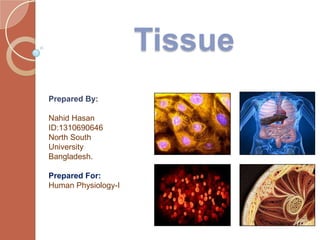 Tissue
Prepared By:
Nahid Hasan
ID:1310690646
North South
University
Bangladesh.
Prepared For:
Human Physiology-I
 