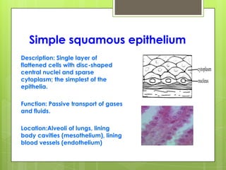 Simple squamous epithelium
Description: Single layer of
flattened cells with disc-shaped
central nuclei and sparse
cytoplasm; the simplest of the
epithelia.
Function: Passive transport of gases
and fluids.
Location:Alveoli of lungs, lining
body cavities (mesothelium), lining
blood vessels (endothelium)
 