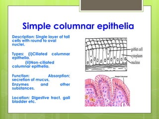 Simple columnar epithelia
Description: Single layer of tall
cells with round to oval
nuclei.
Types: (i)Ciliated columnar
epithelia.
(ii)Non-ciliated
columnar epithelia.
Function: Absorption;
secretion of mucus,
Enzymes and other
substances.
Location: Digestive tract, gall
bladder etc.
 
