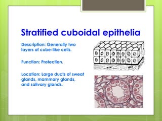 Stratified cuboidal epithelia
Description: Generally two
layers of cube-like cells.
Function: Protection.
Location: Large ducts of sweat
glands, mammary glands,
and salivary glands.
 