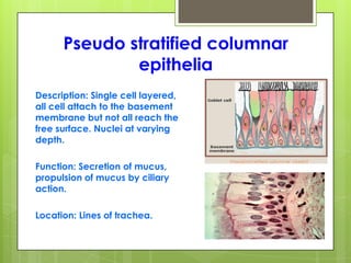 Pseudo stratified columnar
epithelia
Description: Single cell layered,
all cell attach to the basement
membrane but not all reach the
free surface. Nuclei at varying
depth.
Function: Secretion of mucus,
propulsion of mucus by ciliary
action.
Location: Lines of trachea.
 