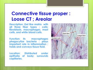 Connective tissue proper :
Loose CT ; Areolar
Description: Gel like matrix with
all three fiber types ; cells:
fibroblasts, macrophages, mast
cells, and white blood cells.
Function: Its macrophages
phagocytize bacteria ; plays
important role in inflammation ;
holds and conveys tissue fluid.
Location: Distributed under
epithelia of body; surrounds
capillaries.
 