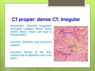 CT proper: dense CT; Irregular
Description: Primarily irregularly
arranged collagen fibers; some
elastic fibers; major cell type is
the fibroblast.
Function: Elasticity and structural
support.
Location: Dermis of the skin;
submucosa of digestive tract and
joints.
Collagen
fibers
 
