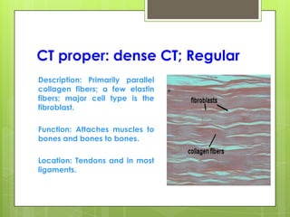 CT proper: dense CT; Regular
Description: Primarily parallel
collagen fibers; a few elastin
fibers; major cell type is the
fibroblast.
Function: Attaches muscles to
bones and bones to bones.
Location: Tendons and in most
ligaments.
 