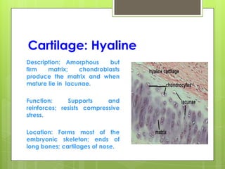 Cartilage: Hyaline
Description: Amorphous but
firm matrix; chondroblasts
produce the matrix and when
mature lie in lacunae.
Function: Supports and
reinforces; resists compressive
stress.
Location: Forms most of the
embryonic skeleton; ends of
long bones; cartilages of nose.
 
