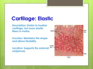 Cartilage: Elastic
Description: Similar to hyaline
cartilage, but more elastic
fibers in matrix.
Function: Maintains the shape
and allows flexibility.
Location: Supports the external
ear(pinna).
 