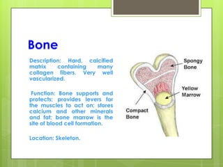 Bone
Description: Hard, calcified
matrix containing many
collagen fibers. Very well
vascularized.
Function: Bone supports and
protects; provides levers for
the muscles to act on; stores
calcium and other minerals
and fat; bone marrow is the
site of blood cell formation.
Location: Skeleton.
 