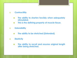 2. Contractility
 The ability to shorten forcibly when adequately
stimulated.
 This is the defining property of muscle tissue.
2. Extensibility
 The ability to be stretched (Extended)
4. Elasticity
 The ability to recoil and resume original length
after being stretched.
 