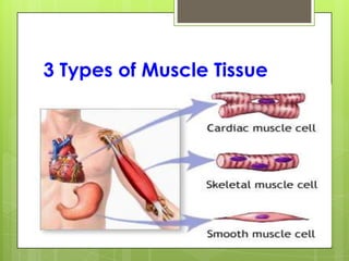 3 Types of Muscle Tissue
 
