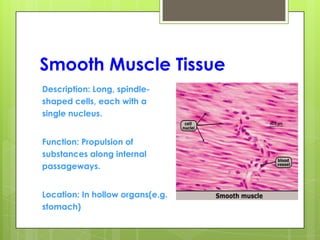 Smooth Muscle Tissue
Description: Long, spindle-
shaped cells, each with a
single nucleus.
Function: Propulsion of
substances along internal
passageways.
Location: In hollow organs(e.g.
stomach)
 
