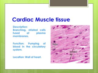 Cardiac Muscle tissue
Description:
Branching, striated cells
fused at plasma
membranes.
Function: Pumping of
blood in the circulatory
system.
Location: Wall of heart.
 