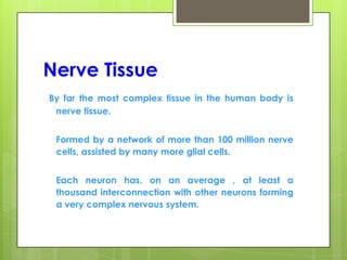 Nerve Tissue
By far the most complex tissue in the human body is
nerve tissue.
Formed by a network of more than 100 million nerve
cells, assisted by many more glial cells.
Each neuron has, on an average , at least a
thousand interconnection with other neurons forming
a very complex nervous system.
 