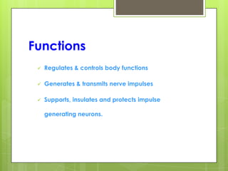 Functions
 Regulates & controls body functions
 Generates & transmits nerve impulses
 Supports, insulates and protects impulse
generating neurons.
 