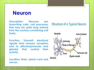 Neuron
Description: Neurons are
branching cells; cell processes
that may be quite long extend
from the nucleus-containing cell
body.
Function: Transmit electrical
signals from sensory receptors
and to effectors(muscles and
glands) that control their
activity.
Location: Brain, spinal cord and
nerves.
 