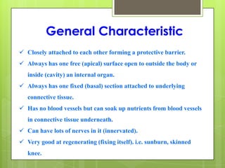 General Characteristic
 Closely attached to each other forming a protective barrier.
 Always has one free (apical) surface open to outside the body or
inside (cavity) an internal organ.
 Always has one fixed (basal) section attached to underlying
connective tissue.
 Has no blood vessels but can soak up nutrients from blood vessels
in connective tissue underneath.
 Can have lots of nerves in it (innervated).
 Very good at regenerating (fixing itself). i.e. sunburn, skinned
knee.
 