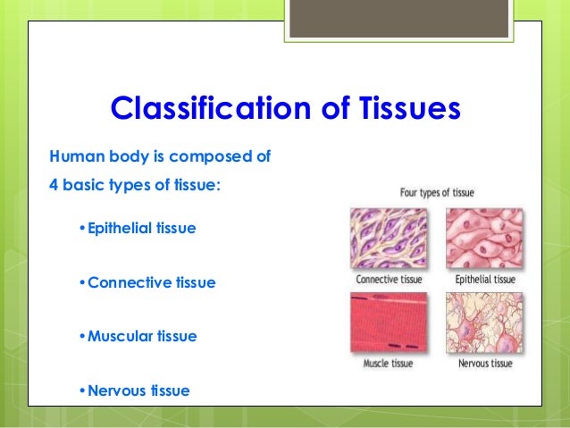 types of human tissues The four types of tissues are each of these lineages of embryonic cells forms the distinct germ layers from which all the tissues and organs of the human body. types of human tissues The four types of tissues are each of these lineages of embryonic cells forms the distinct germ layers from which all the tissues and organs of the human body.