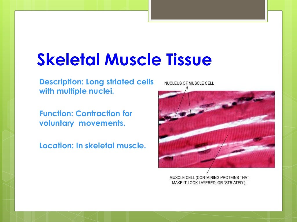 Human tissue