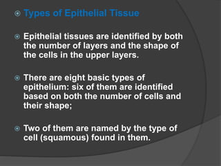  Types of Epithelial Tissue
 Epithelial tissues are identified by both
the number of layers and the shape of
the cells in the upper layers.
 There are eight basic types of
epithelium: six of them are identified
based on both the number of cells and
their shape;
 Two of them are named by the type of
cell (squamous) found in them.
 