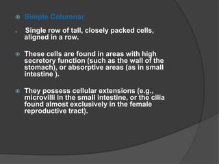  Simple Columnar
 Single row of tall, closely packed cells,
aligned in a row.
 These cells are found in areas with high
secretory function (such as the wall of the
stomach), or absorptive areas (as in small
intestine ).
 They possess cellular extensions (e.g.,
microvilli in the small intestine, or the cilia
found almost exclusively in the female
reproductive tract).
 