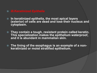  III.Keratinized Epithelia
 In keratinized epithelia, the most apical layers
(exterior) of cells are dead and lose their nucleus and
cytoplasm.
 They contain a tough, resistant protein called keratin.
This specialization makes the epithelium waterproof,
and it is abundant in mammalian skin.
 The lining of the esophagus is an example of a non-
keratinized or moist stratified epithelium.
 