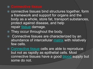  Connective tissue
 connective tissues bind structures together, form
a framework and support for organs and the
body as a whole, store fat, transport substances,
protect against disease, and help
repair tissue damage.
 They occur throughout the body.
 Connective tissues are characterized by an
abundance of intercellular matrix with relatively
few cells.
 Connective tissue cells are able to reproduce
but not as rapidly as epithelial cells. Most
connective tissues have a good blood supply but
some do not.
 