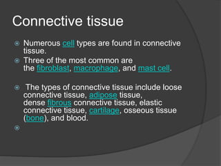 Connective tissue
 Numerous cell types are found in connective
tissue.
 Three of the most common are
the fibroblast, macrophage, and mast cell.
 The types of connective tissue include loose
connective tissue, adipose tissue,
dense fibrous connective tissue, elastic
connective tissue, cartilage, osseous tissue
(bone), and blood.

 