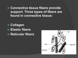  Connective tissue fibers provide
support. Three types of fibers are
found in connective tissue:
 Collagen
 Elastic fibers
 Reticular fibers
 