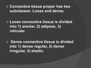  Connective tissue proper has two
subclasses: Loose and dense.
 Loose connective tissue is divided
into 1) areolar, 2) adipose, 3)
reticular.
 Dense connective tissue is divided
into 1) dense regular, 2) dense
irregular, 3) elastic.
 