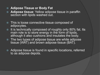  Adipose Tissue or Body Fat
 Adipose tissue: Yellow adipose tissue in paraffin
section with lipids washed out.
 This is loose connective tissue composed of
adipocytes.
 It is technically composed of roughly only 80% fat. Its
main role is to store energy in the form of lipids,
although it also cushions and insulates the body.
 The two types of adipose tissue are white adipose
tissue (WAT) and brown adipose tissue (BAT).
 Adipose tissue is found in specific locations, referred
to as adipose depots.
 