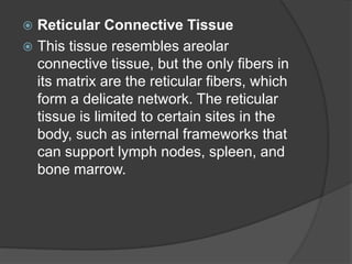  Reticular Connective Tissue
 This tissue resembles areolar
connective tissue, but the only fibers in
its matrix are the reticular fibers, which
form a delicate network. The reticular
tissue is limited to certain sites in the
body, such as internal frameworks that
can support lymph nodes, spleen, and
bone marrow.
 