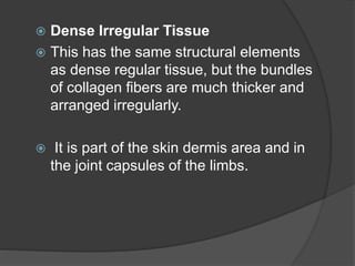  Dense Irregular Tissue
 This has the same structural elements
as dense regular tissue, but the bundles
of collagen fibers are much thicker and
arranged irregularly.
 It is part of the skin dermis area and in
the joint capsules of the limbs.
 