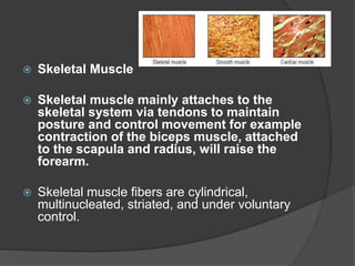  Skeletal Muscle
 Skeletal muscle mainly attaches to the
skeletal system via tendons to maintain
posture and control movement for example
contraction of the biceps muscle, attached
to the scapula and radius, will raise the
forearm.
 Skeletal muscle fibers are cylindrical,
multinucleated, striated, and under voluntary
control.
 