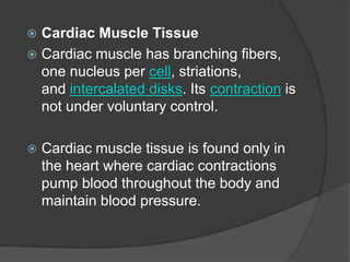  Cardiac Muscle Tissue
 Cardiac muscle has branching fibers,
one nucleus per cell, striations,
and intercalated disks. Its contraction is
not under voluntary control.
 Cardiac muscle tissue is found only in
the heart where cardiac contractions
pump blood throughout the body and
maintain blood pressure.
 