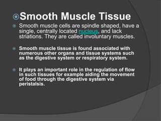Smooth Muscle Tissue
 Smooth muscle cells are spindle shaped, have a
single, centrally located nucleus, and lack
striations. They are called involuntary muscles.
 Smooth muscle tissue is found associated with
numerous other organs and tissue systems such
as the digestive system or respiratory system.
 It plays an important role in the regulation of flow
in such tissues for example aiding the movement
of food through the digestive system via
peristalsis.
 