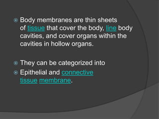  Body membranes are thin sheets
of tissue that cover the body, line body
cavities, and cover organs within the
cavities in hollow organs.
 They can be categorized into
 Epithelial and connective
tissue membrane.
 