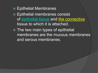  Epithelial Membranes
 Epithelial membranes consist
of epithelial tissue and the connective
tissue to which it is attached.
 The two main types of epithelial
membranes are the mucous membranes
and serous membranes.
 