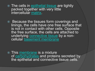  The cells in epithelial tissue are tightly
packed together with very little
intercellular matrix.
 Because the tissues form coverings and
linings, the cells have one free surface that
is not in contact with other cells. Opposite
the free surface, the cells are attached to
underlying connective tissue by a non-
cellular basement membrane
 This membrane is a mixture
of carbohydrates and proteins secreted by
the epithelial and connective tissue cells.
 
