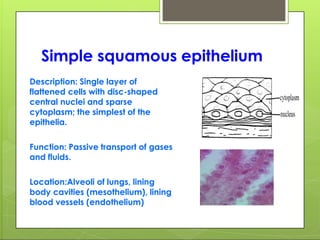 Simple squamous epithelium
Description: Single layer of
flattened cells with disc-shaped
central nuclei and sparse
cytoplasm; the simplest of the
epithelia.
Function: Passive transport of gases
and fluids.
Location:Alveoli of lungs, lining
body cavities (mesothelium), lining
blood vessels (endothelium)
 