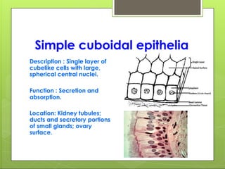 Simple cuboidal epithelia
Description : Single layer of
cubelike cells with large,
spherical central nuclei.
Function : Secretion and
absorption.
Location: Kidney tubules;
ducts and secretory portions
of small glands; ovary
surface.
 