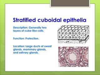 Stratified cuboidal epithelia
Description: Generally two
layers of cube-like cells.
Function: Protection.
Location: Large ducts of sweat
glands, mammary glands,
and salivary glands.
 