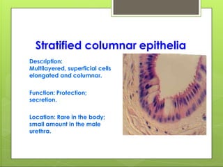 Stratified columnar epithelia
Description:
Multilayered, superficial cells
elongated and columnar.
Function: Protection;
secretion.
Location: Rare in the body;
small amount in the male
urethra.
 