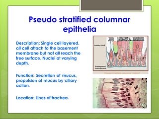 Pseudo stratified columnar
epithelia
Description: Single cell layered,
all cell attach to the basement
membrane but not all reach the
free surface. Nuclei at varying
depth.
Function: Secretion of mucus,
propulsion of mucus by ciliary
action.
Location: Lines of trachea.
 