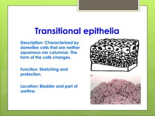 Transitional epithelia
Description: Characterized by
domelike cells that are neither
squamous nor columnar. The
form of the cells changes.
Function: Stretching and
protection.
Location: Bladder and part of
urethra.
 