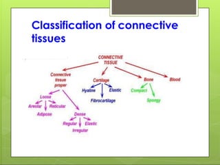 Classification of connective
tissues
 