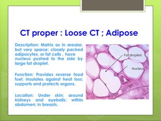 CT proper : Loose CT ; Adipose
Description: Matrix as in areolar,
but very sparse; closely packed
adipocytes, or fat cells , have
nucleus pushed to the side by
large fat droplet.
Function: Provides reverse food
fuel; insulates against heat loss;
supports and protects organs.
Location: Under skin; around
kidneys and eyeballs; within
abdomen; in breasts.
Fat droplets
Nucleus
 