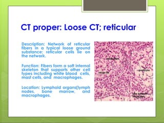 CT proper: Loose CT; reticular
Description: Network of reticular
fibers in a typical loose ground
substance; reticular cells lie on
the network.
Function: Fibers form a soft internal
skeleton that supports other cell
types including white blood cells,
mast cells, and macrophages.
Location: Lymphoid organs(lymph
nodes, bone marrow, and
macrophages.
 