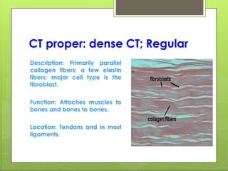 CT proper: dense CT; Regular
Description: Primarily parallel
collagen fibers; a few elastin
fibers; major cell type is the
fibroblast.
Function: Attaches muscles to
bones and bones to bones.
Location: Tendons and in most
ligaments.
 