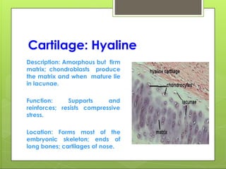 Cartilage: Hyaline
Description: Amorphous but firm
matrix; chondroblasts produce
the matrix and when mature lie
in lacunae.
Supports and
resists compressive
Function:
reinforces;
stress.
Location: Forms most of the
embryonic skeleton; ends of
long bones; cartilages of nose.
 