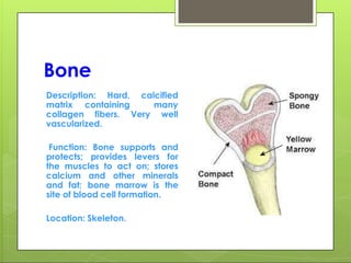 Bone
Description: Hard, calcified
matrix containing many
collagen fibers. Very well
vascularized.
Function: Bone supports and
protects; provides levers for
the muscles to act on; stores
calcium and other minerals
and fat; bone marrow is the
site of blood cell formation.
Location: Skeleton.
 
